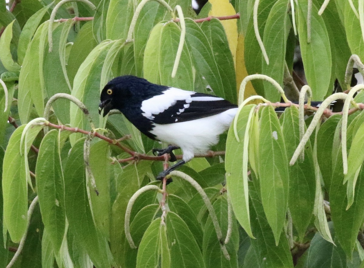 Magpie Tanager - ML186575961