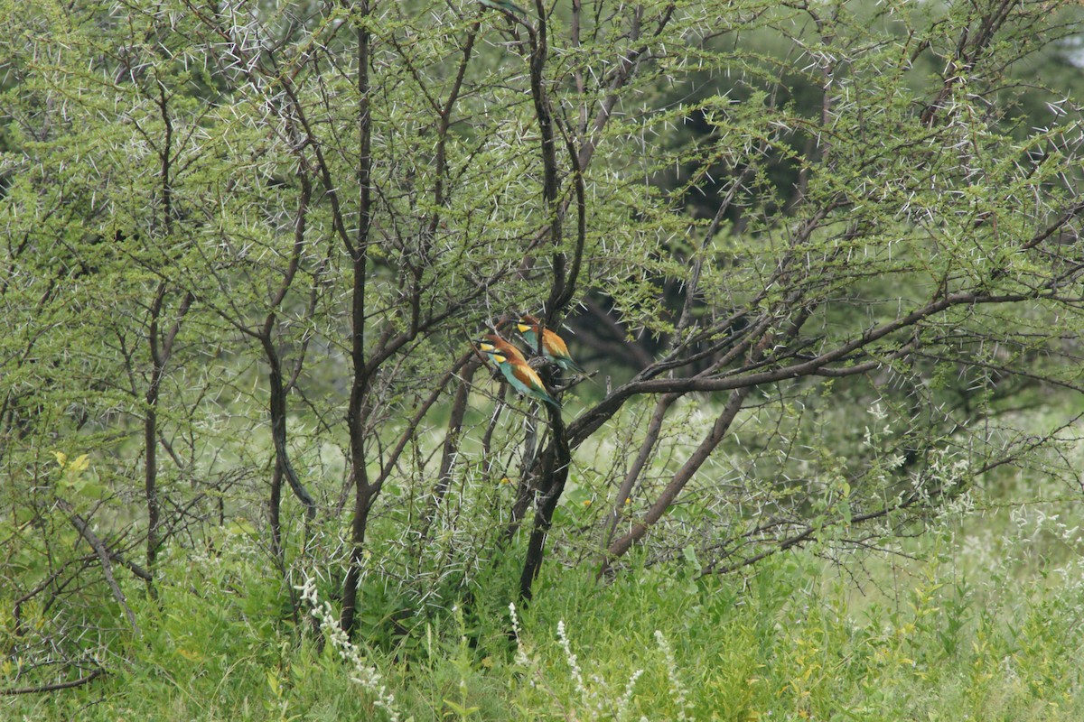 European Bee-eater - ML186578481