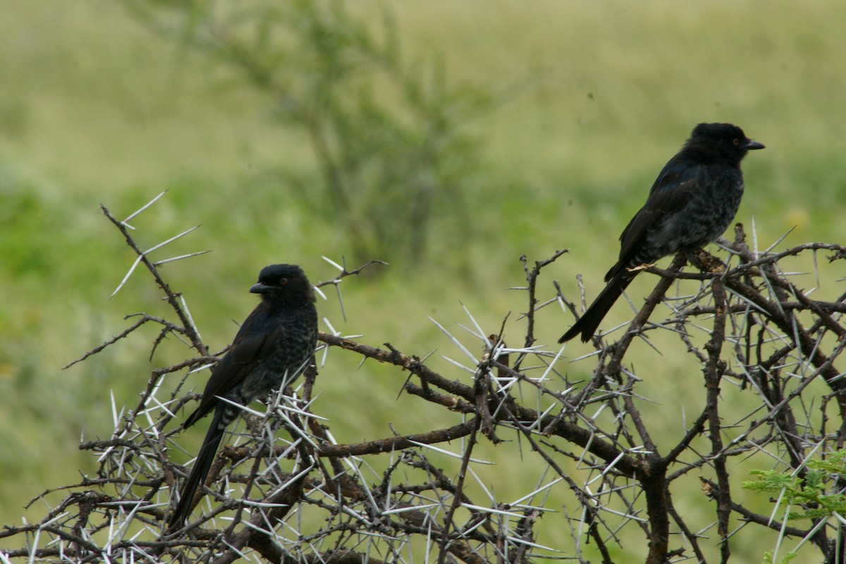 Fork-tailed Drongo - ML186578501