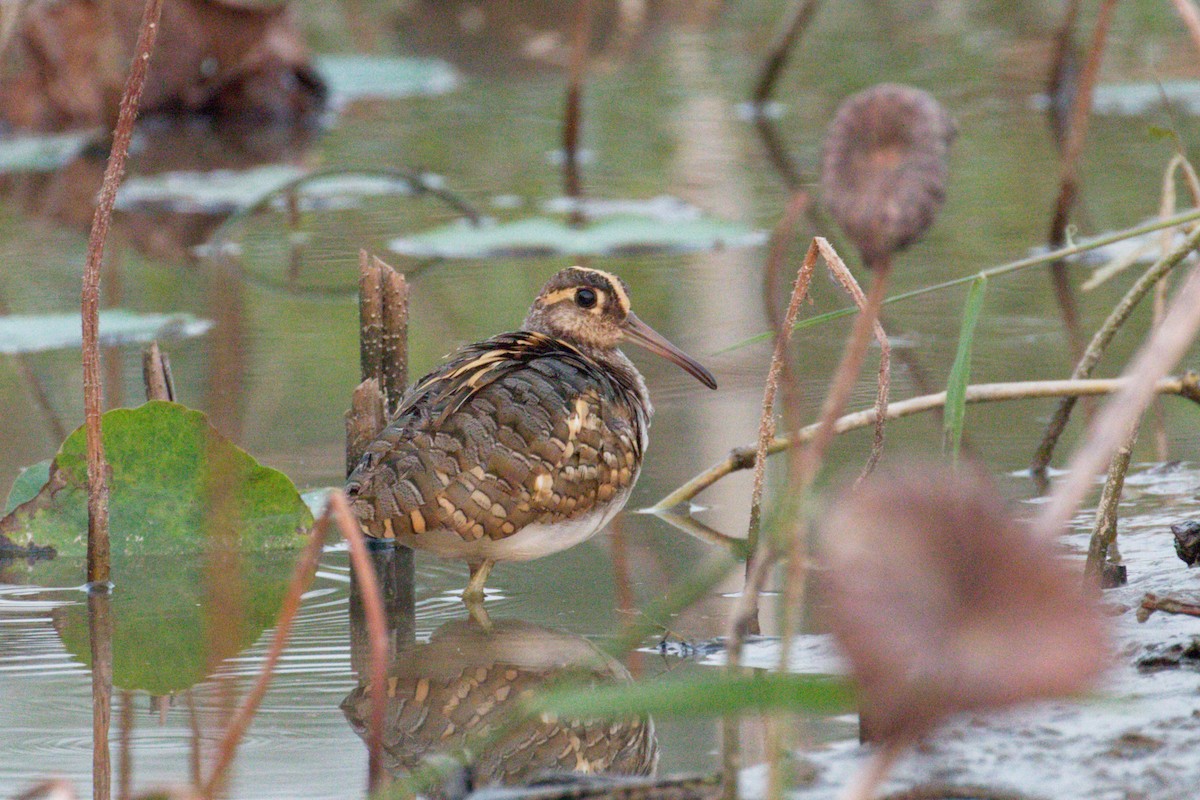 Greater Painted-Snipe - ML186583521