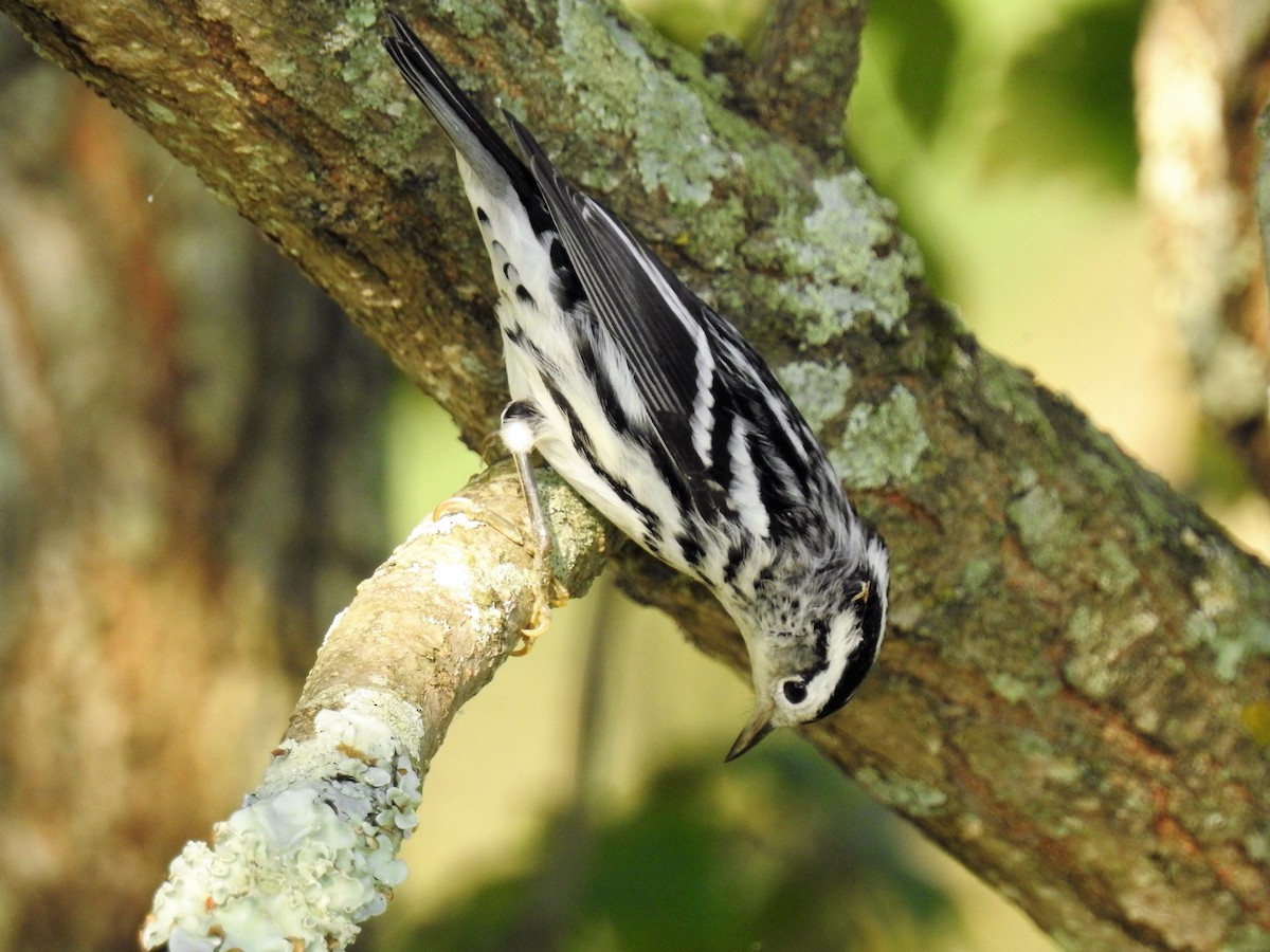 Black-and-white Warbler - ML186584901