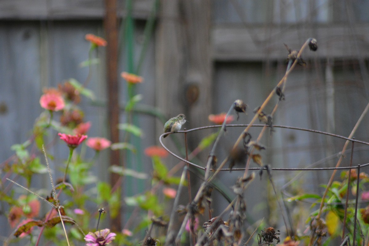Rufous Hummingbird - ML186585161