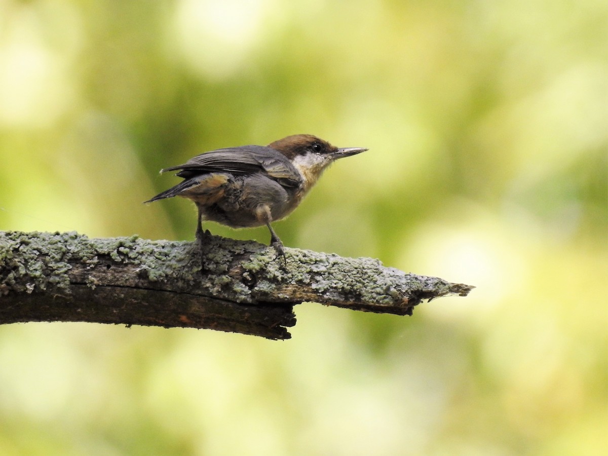 Brown-headed Nuthatch - ML186585501
