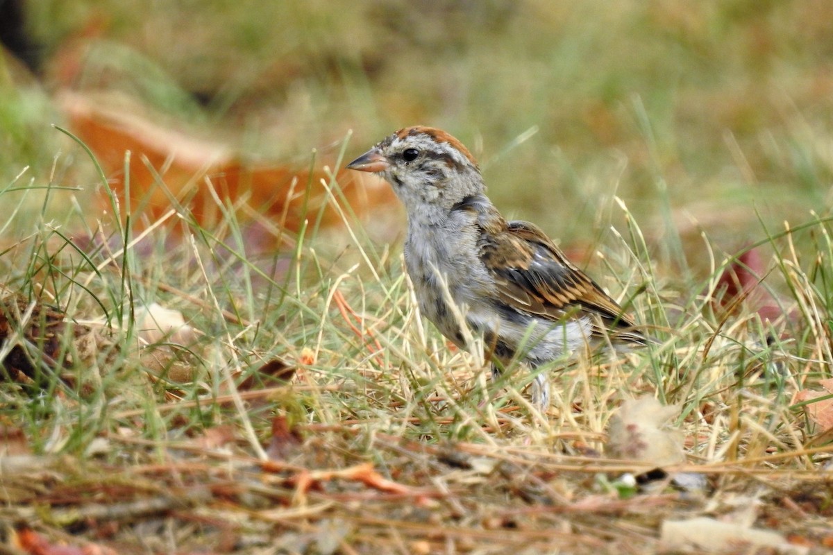 Chipping Sparrow - ML186585791