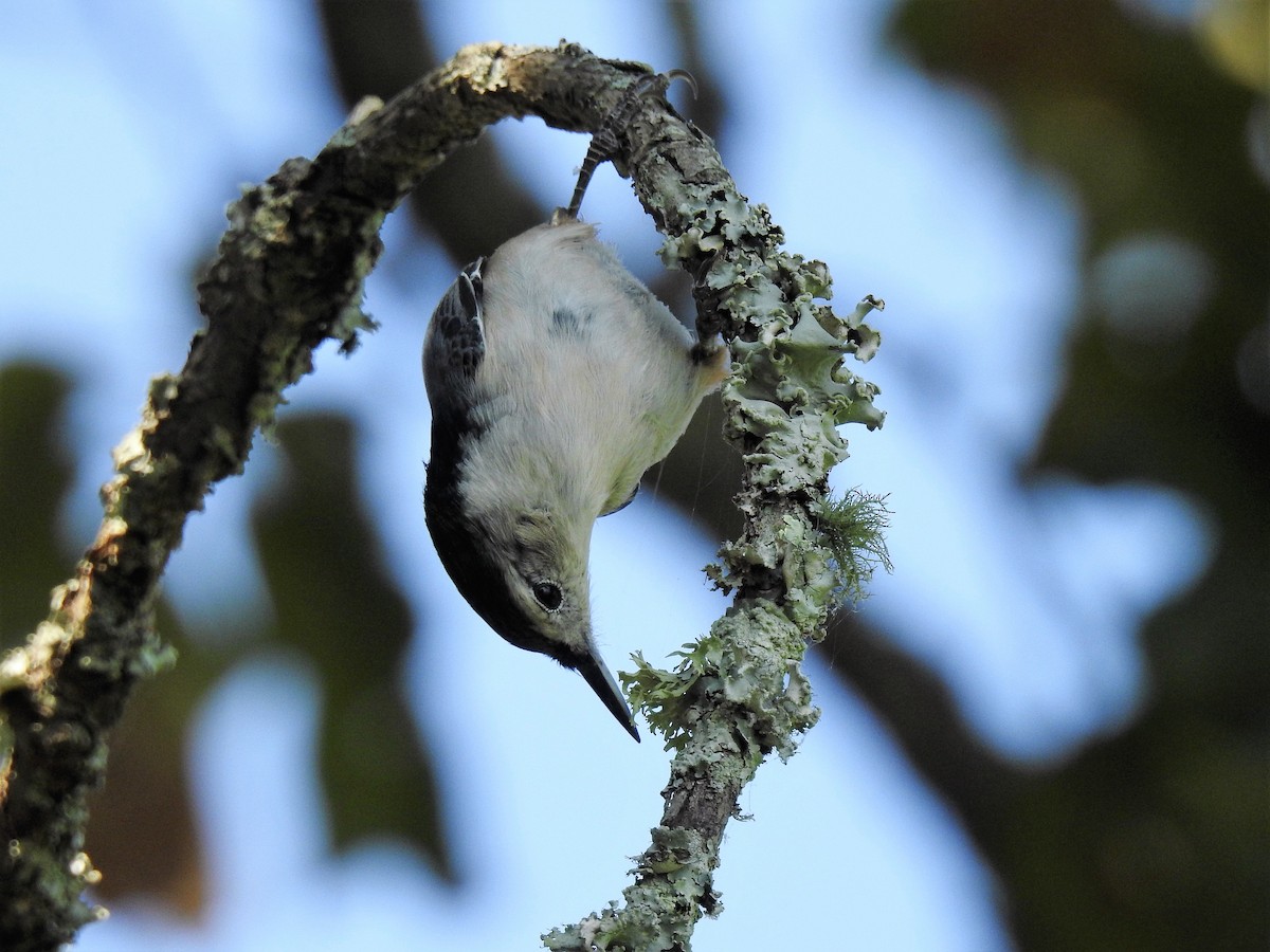 White-breasted Nuthatch - ML186588081