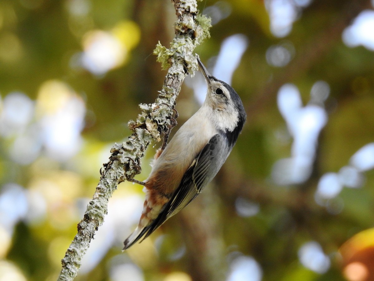 White-breasted Nuthatch - ML186588121