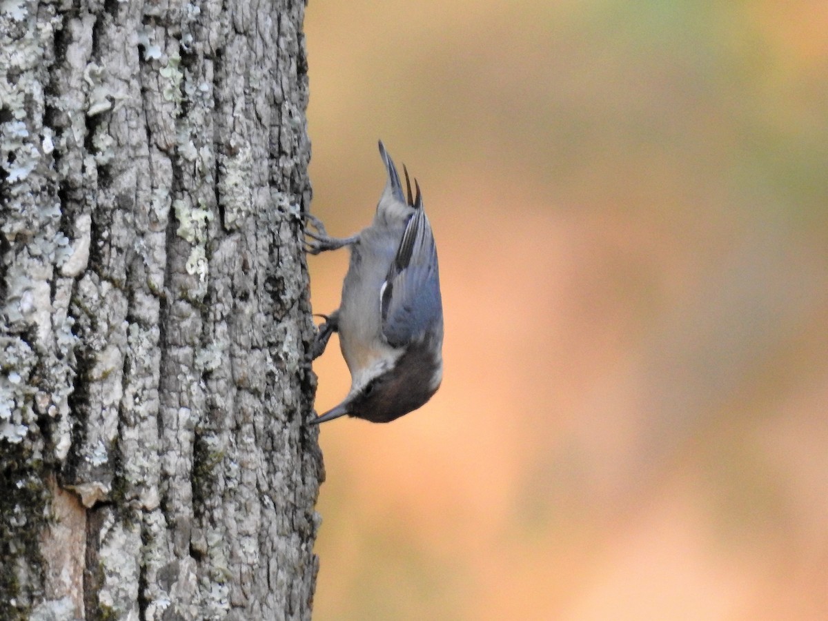 Brown-headed Nuthatch - ML186588241