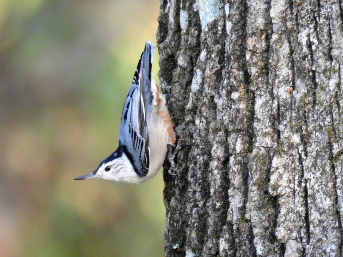 White-breasted Nuthatch - ML186588421