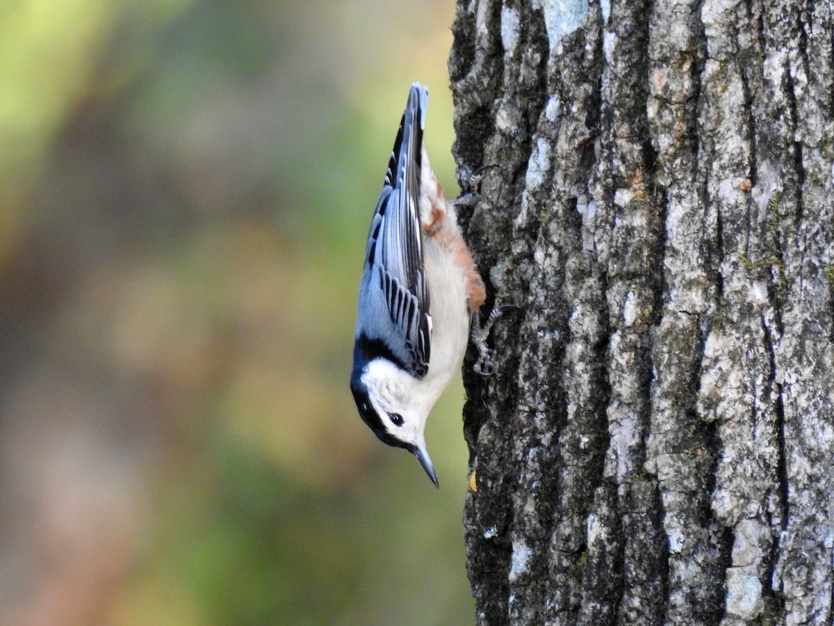 White-breasted Nuthatch - ML186588571