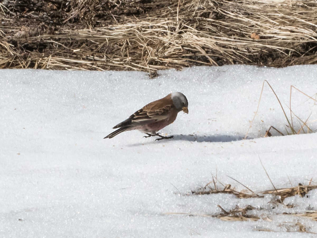 Gray-crowned Rosy-Finch - ML186589241
