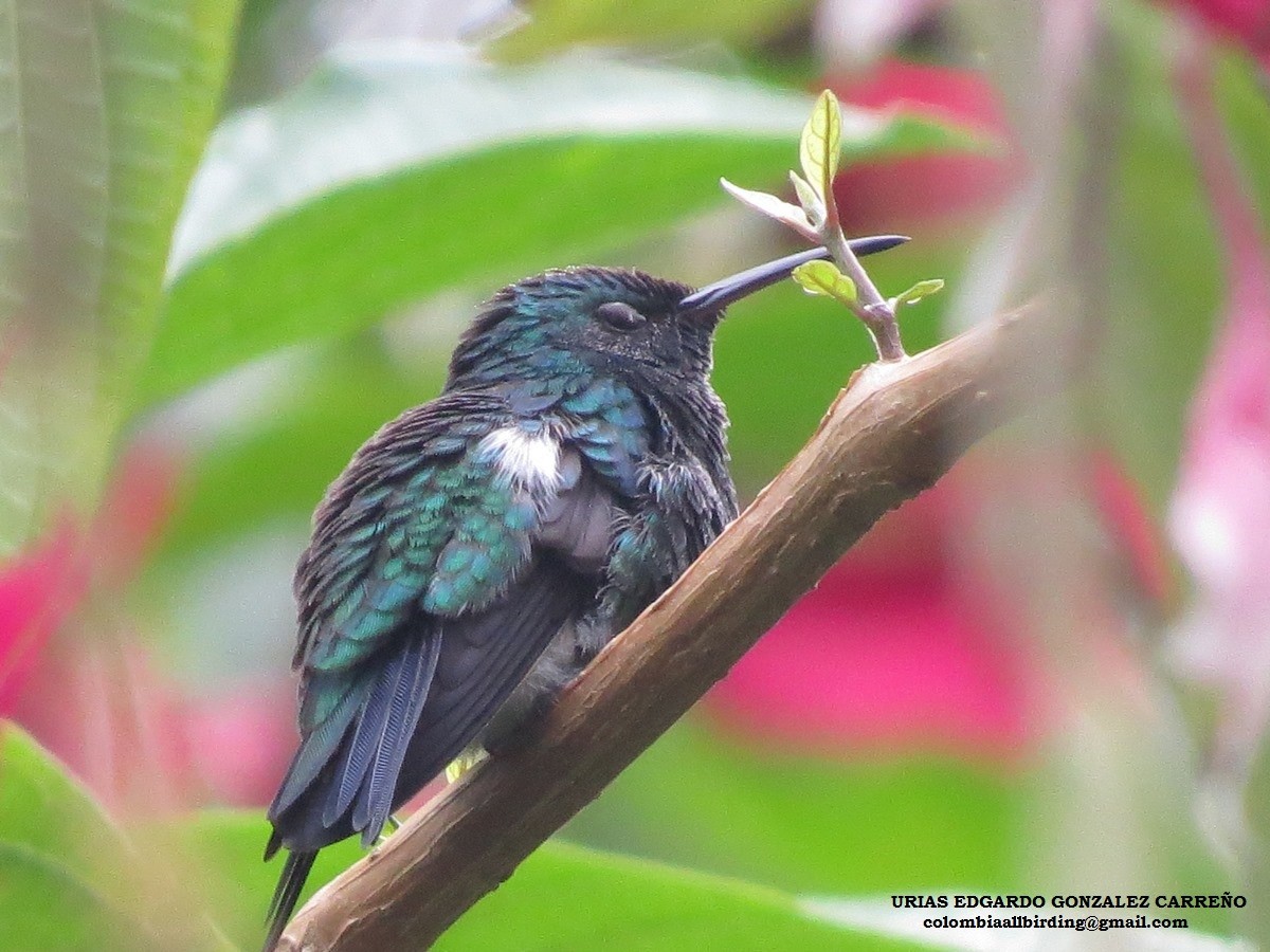 Steely-vented Hummingbird - Urias Edgardo  Gonzalez Carreño