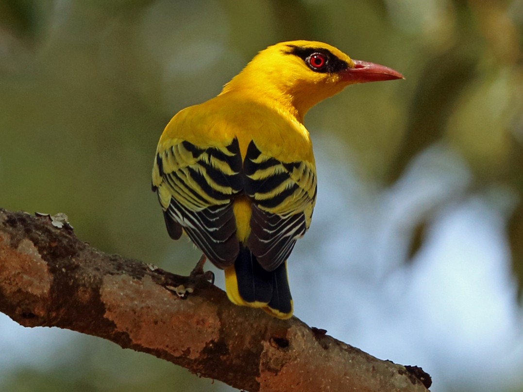 African Golden Oriole - Nigel Voaden