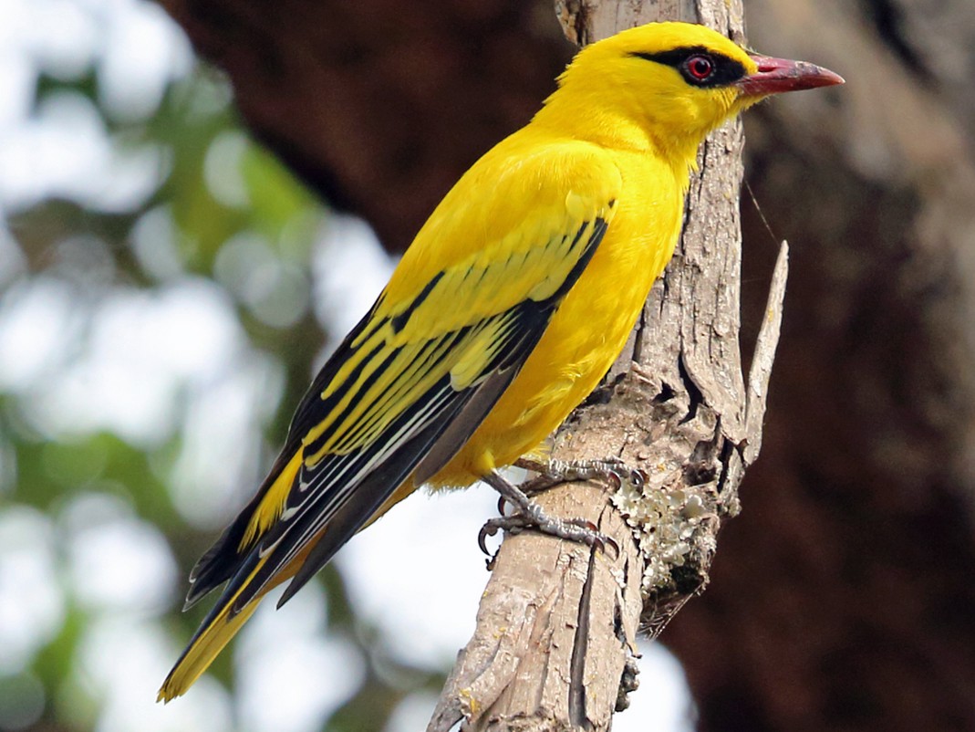 African Golden Oriole - Nigel Voaden