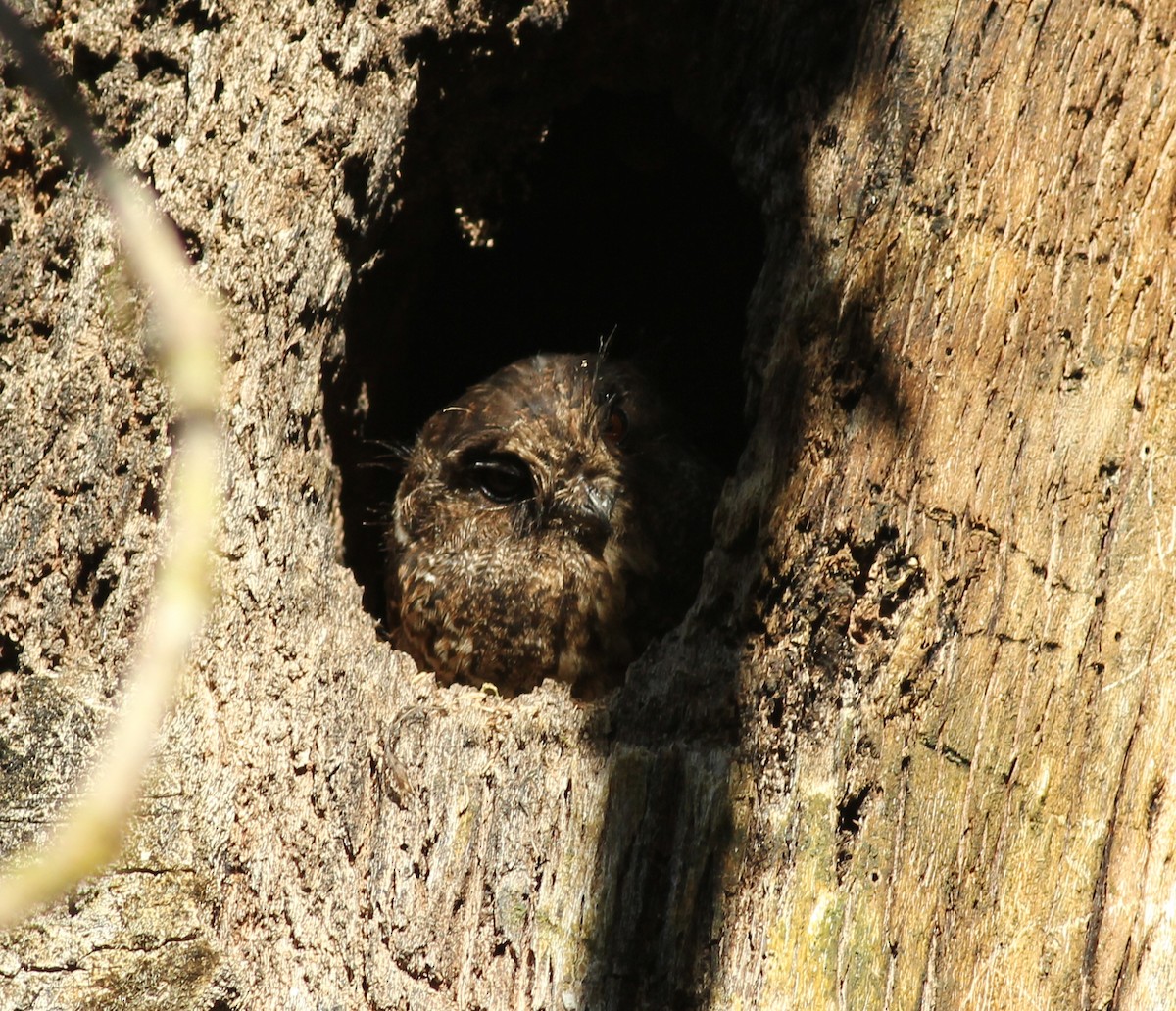 Mountain Owlet-nightjar - Ashley Banwell