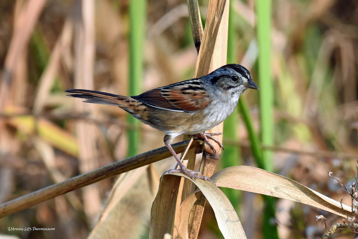 Swamp Sparrow - ML186594101