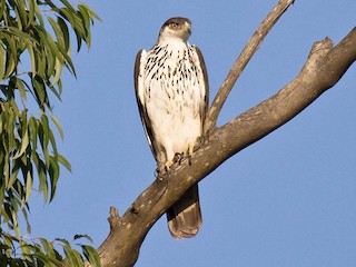 モモジロクマタカ - eBird