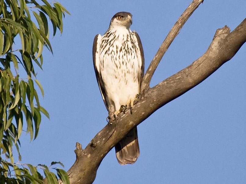 モモジロクマタカ Ebird