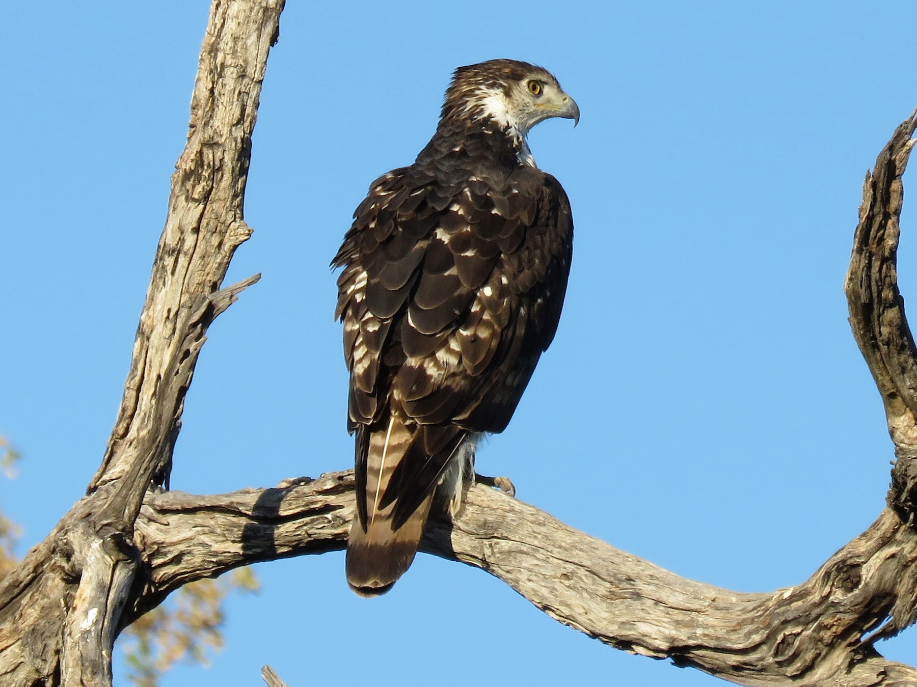 African Hawk-Eagle - Linda Hayes