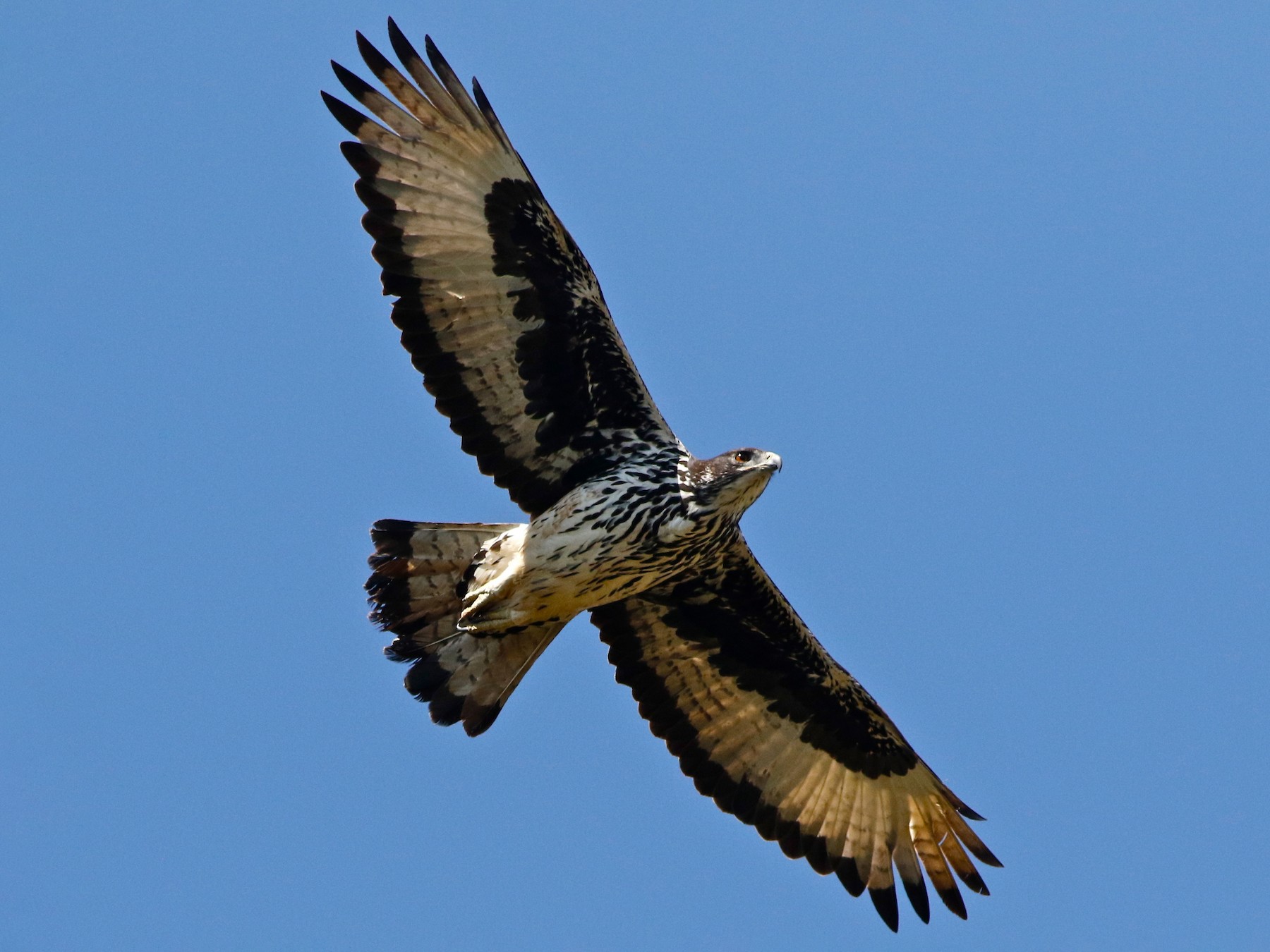 African Hawk-Eagle - Don Roberson