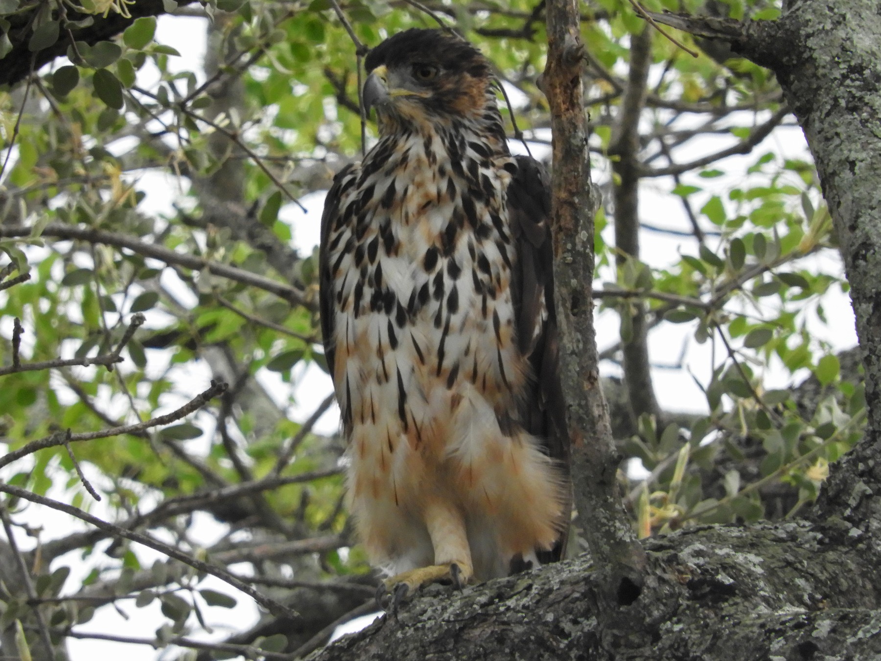 African Hawk-Eagle - Anonymous