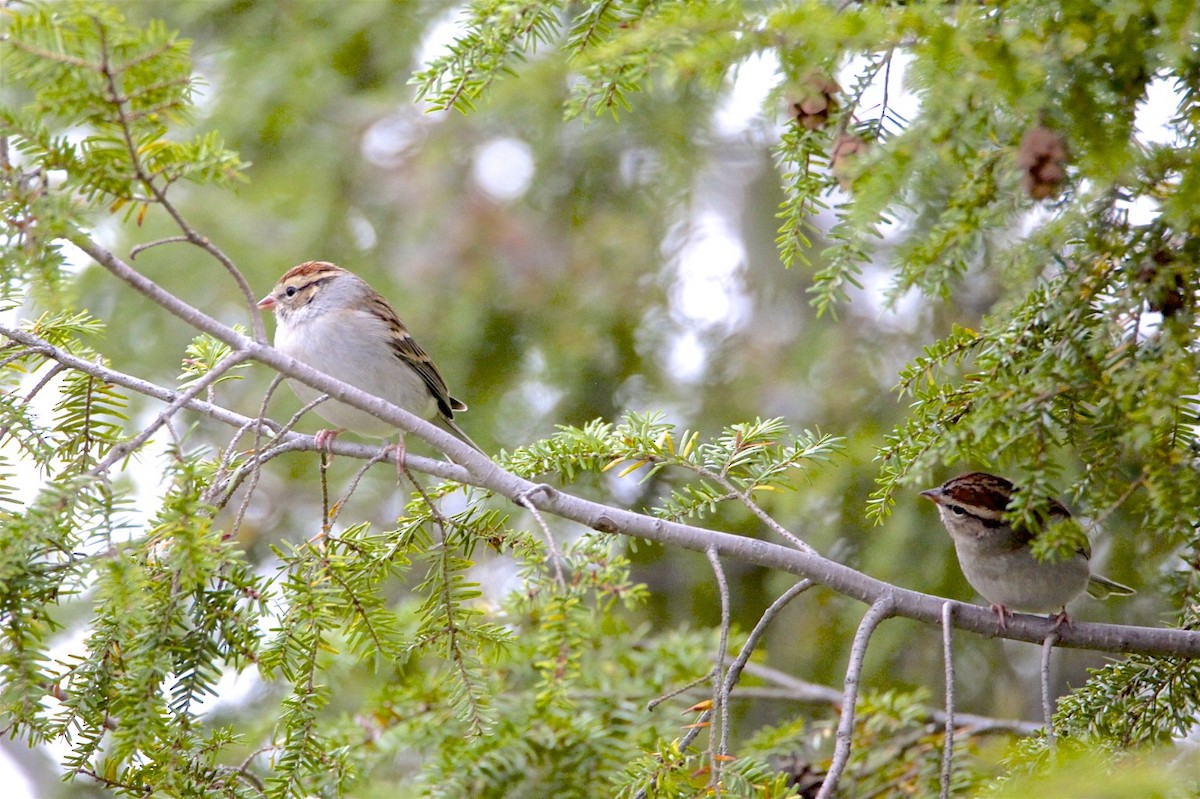 Chipping Sparrow - ML186598931