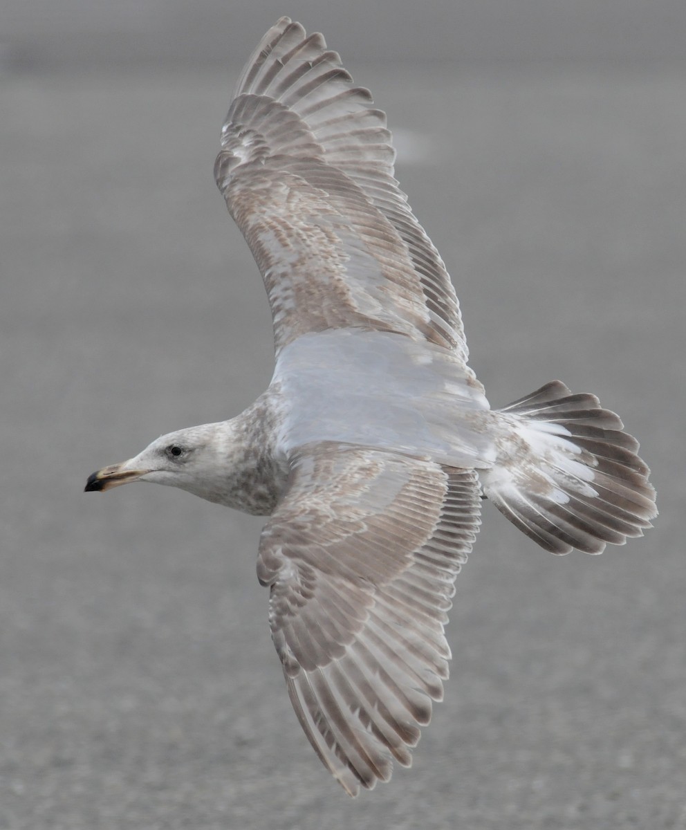 Western x Glaucous-winged Gull (hybrid) - Steven Mlodinow