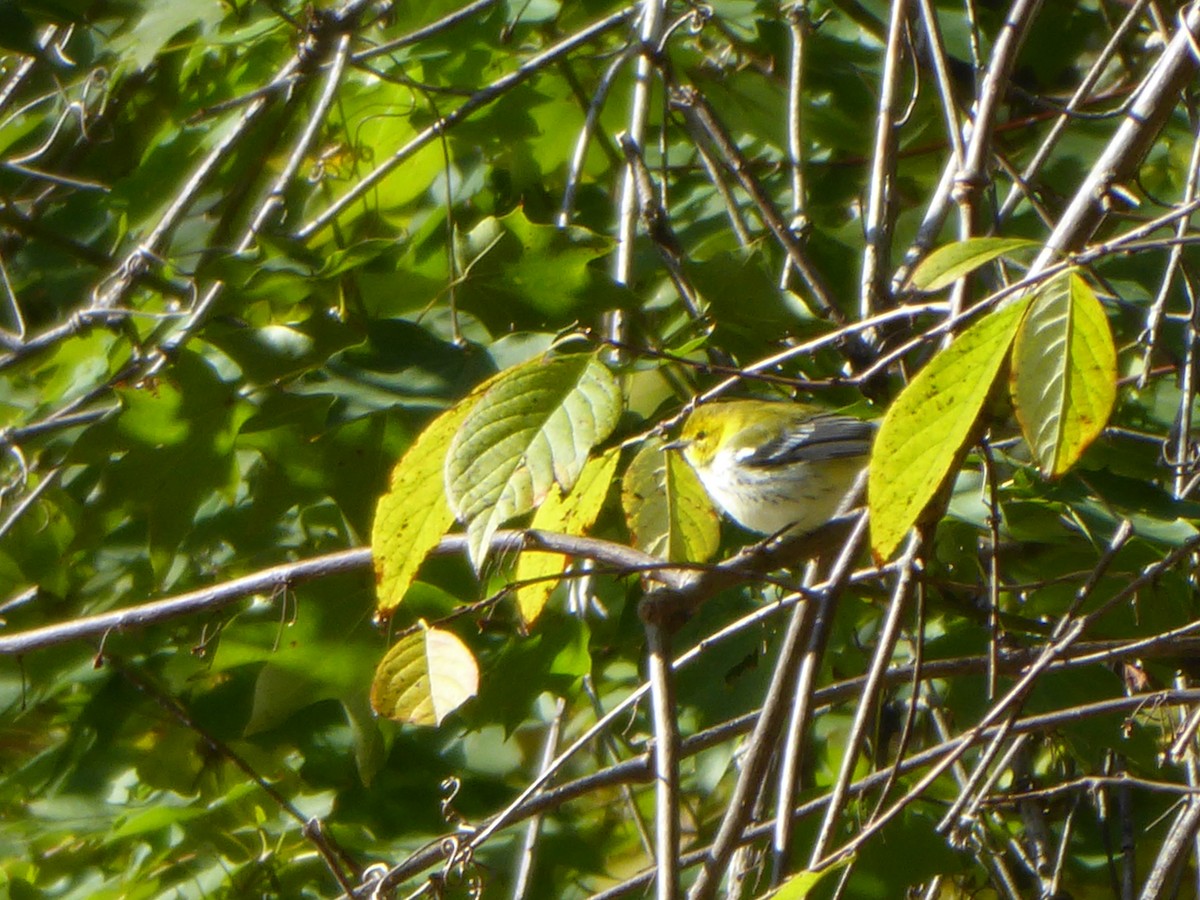 Black-throated Green Warbler - ML186609821