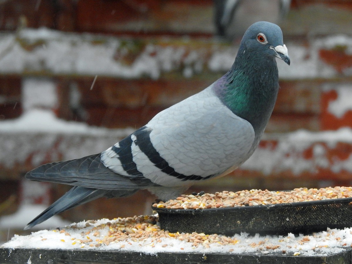 Rock Pigeon (Feral Pigeon) - Brian Carruthers