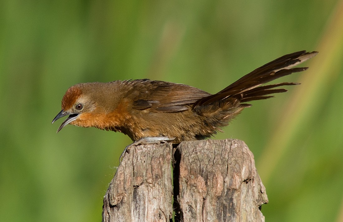 Orange-breasted Thornbird - ML186614241