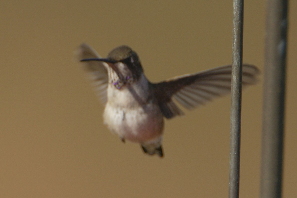 Black-chinned Hummingbird - ML186616131