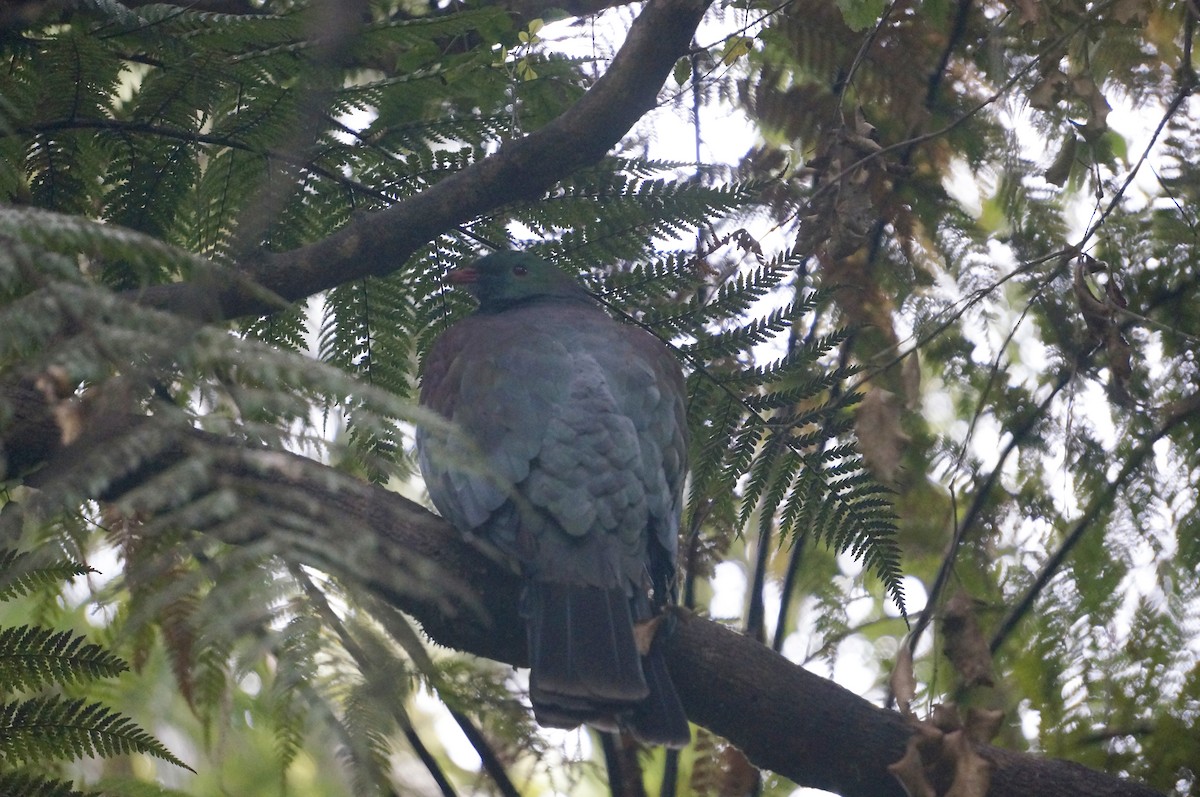 New Zealand Pigeon - ML186616141