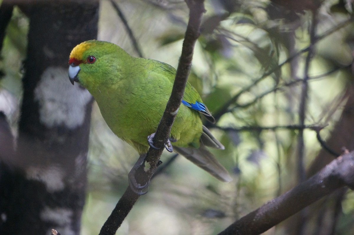 Yellow-crowned Parakeet - Ben Coble