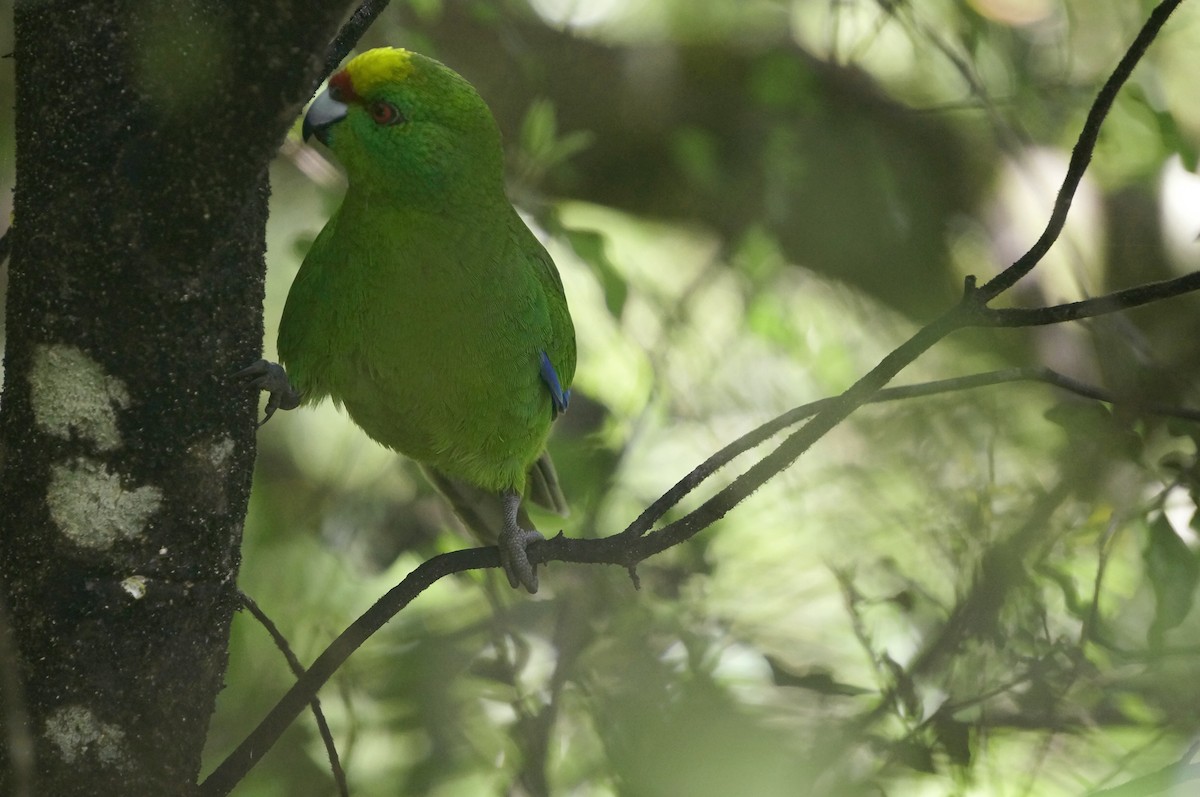 Yellow-crowned Parakeet - ML186616181