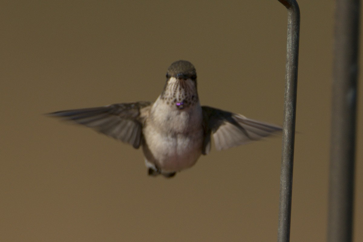 Black-chinned Hummingbird - ML186616191