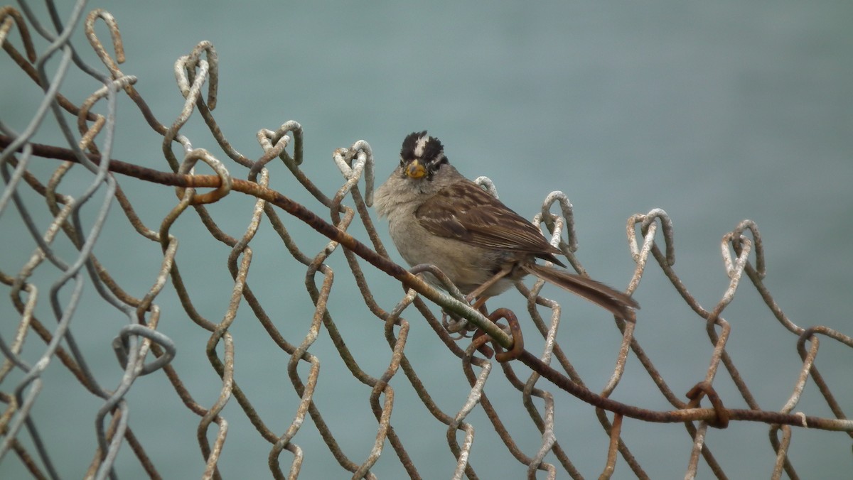 White-crowned Sparrow - Mario Martin
