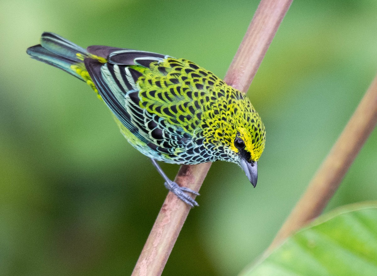 Speckled Tanager - Ryan Andrews
