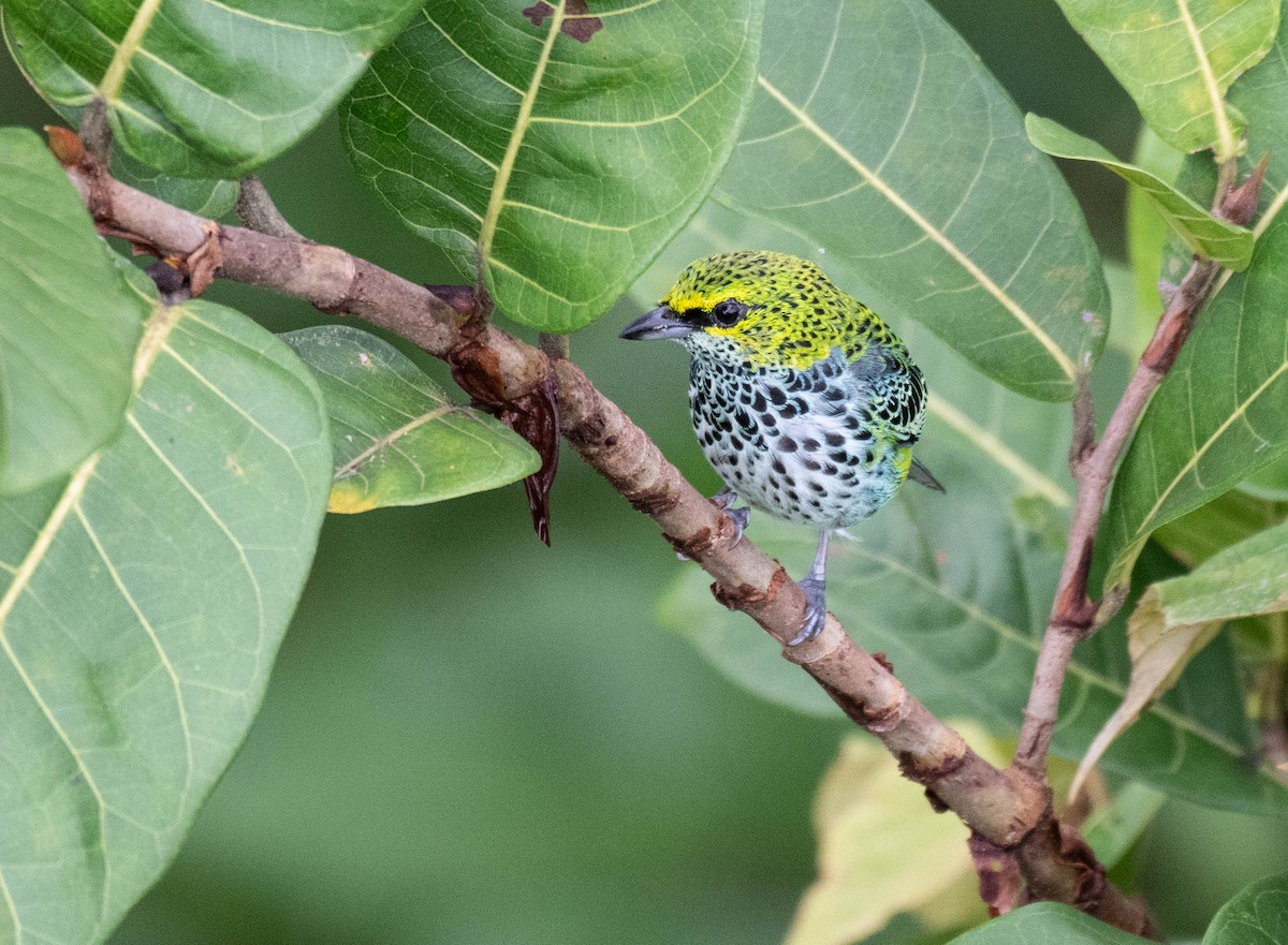 Speckled Tanager - ML186629341