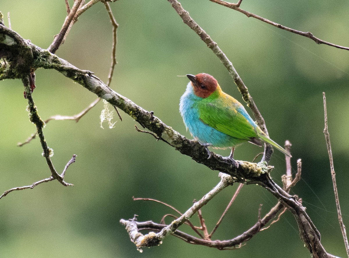 Bay-headed Tanager - ML186629441