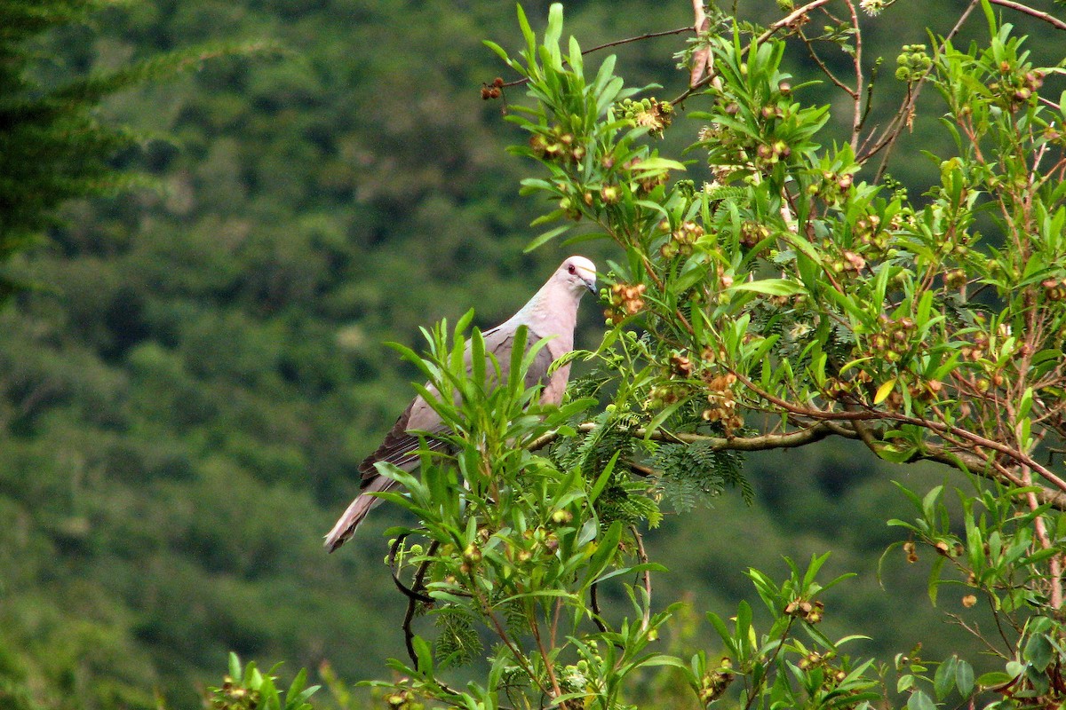 Ring-tailed Pigeon - ML186631131