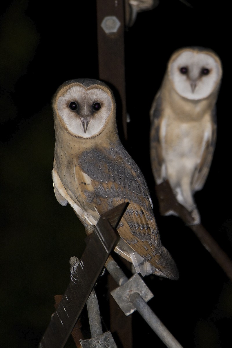 Barn Owl - Miguel Rouco