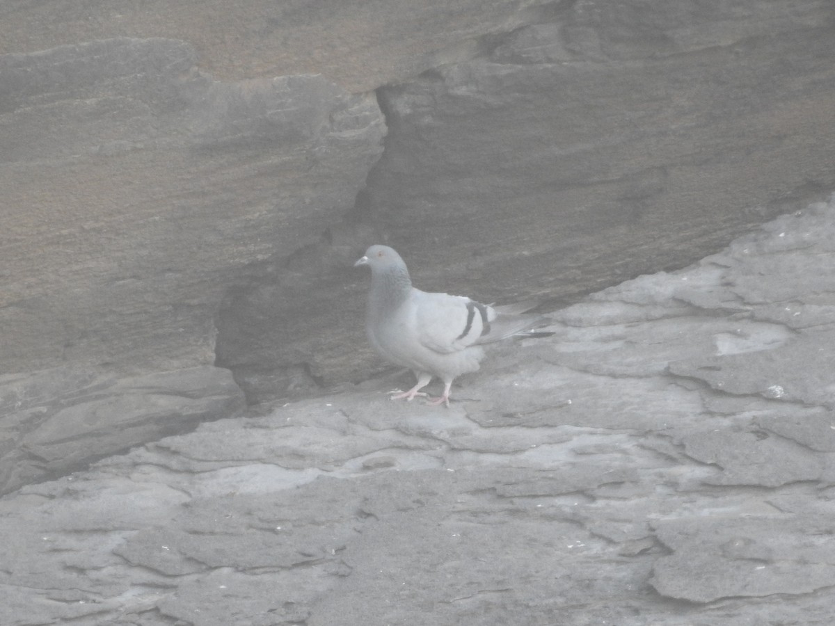 Rock Pigeon (Wild type) - ML186634391