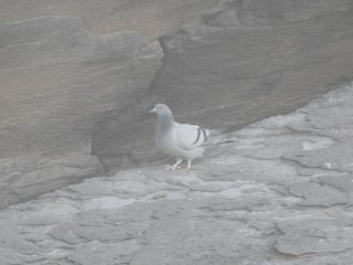 Rock Pigeon (Wild type), ML186634391