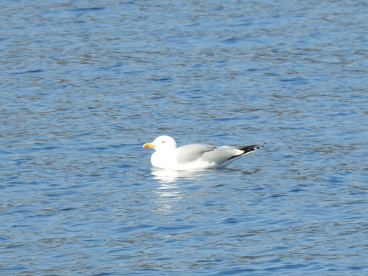 Yellow-legged Gull - ML186634471
