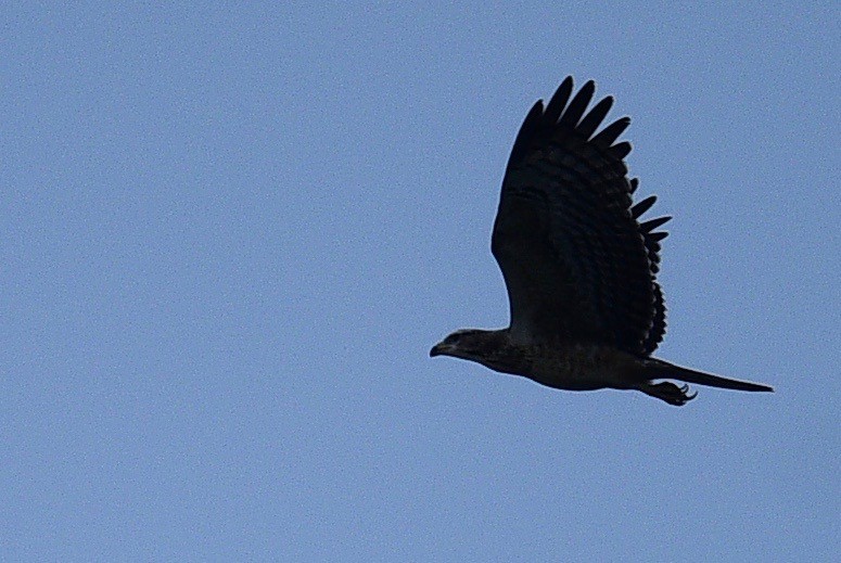 Changeable Hawk-Eagle - paul griffin