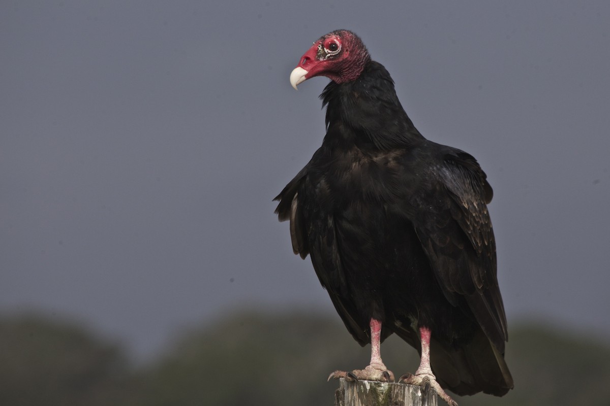 Turkey Vulture - ML186635191