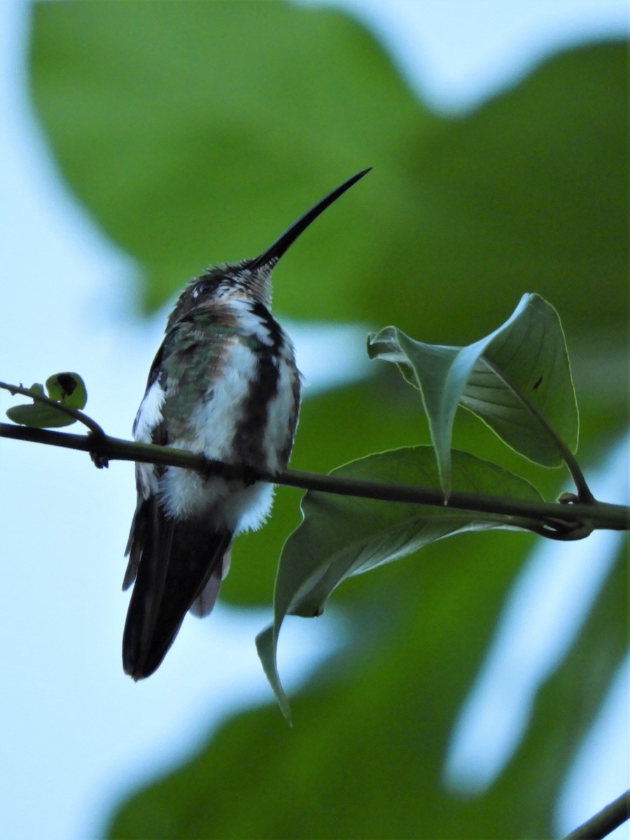 kolibřík lesklý - ML186635581