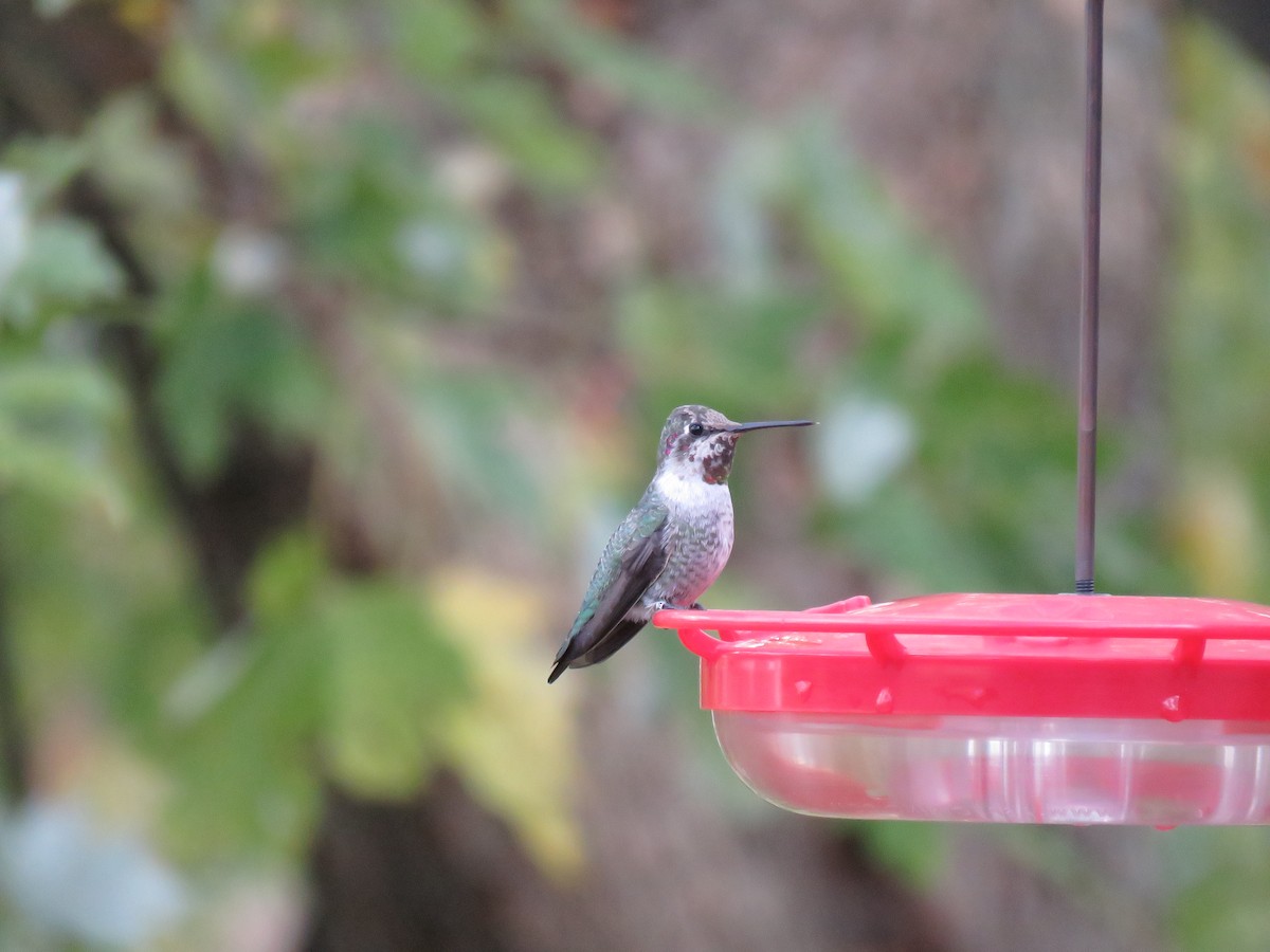 Anna's Hummingbird - ML186637851