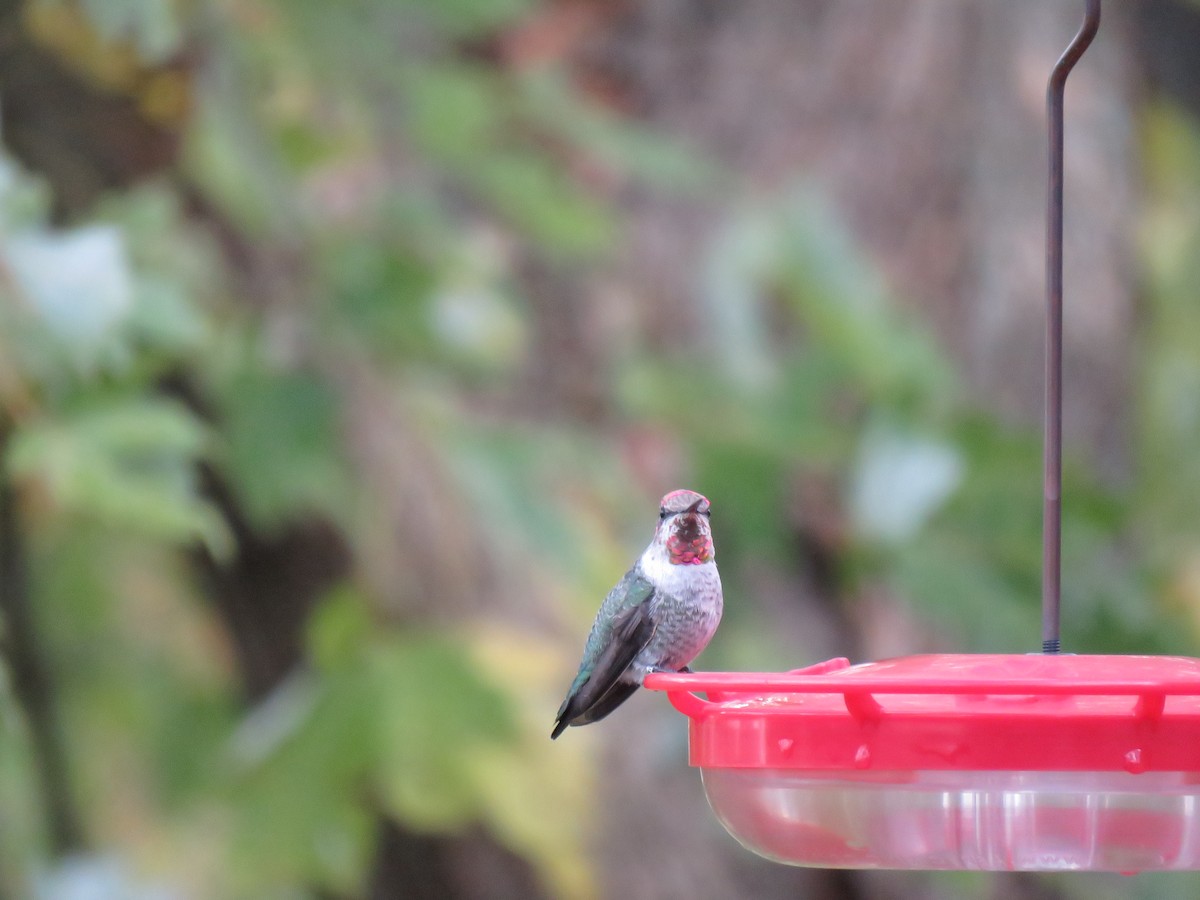 Anna's Hummingbird - ML186637921