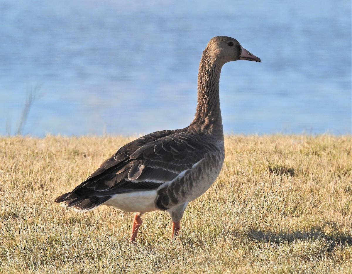 Greater White-fronted Goose - ML186641861