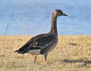 Greater White-fronted Goose, ML186641861